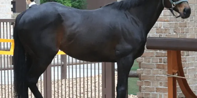 北海道で会える？まだまだ健在の31歳ダービー馬