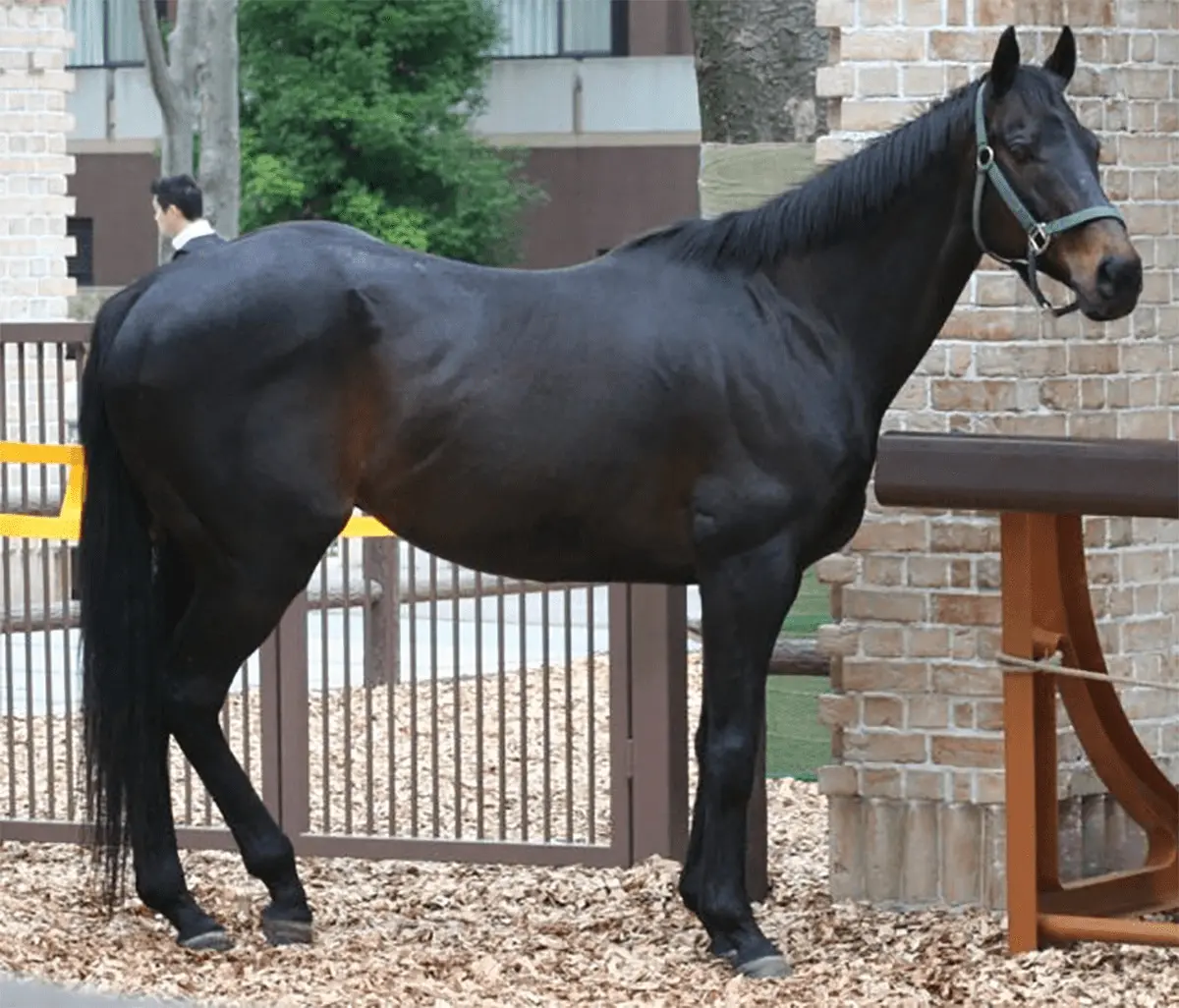 北海道で会える？まだまだ健在の31歳ダービー馬