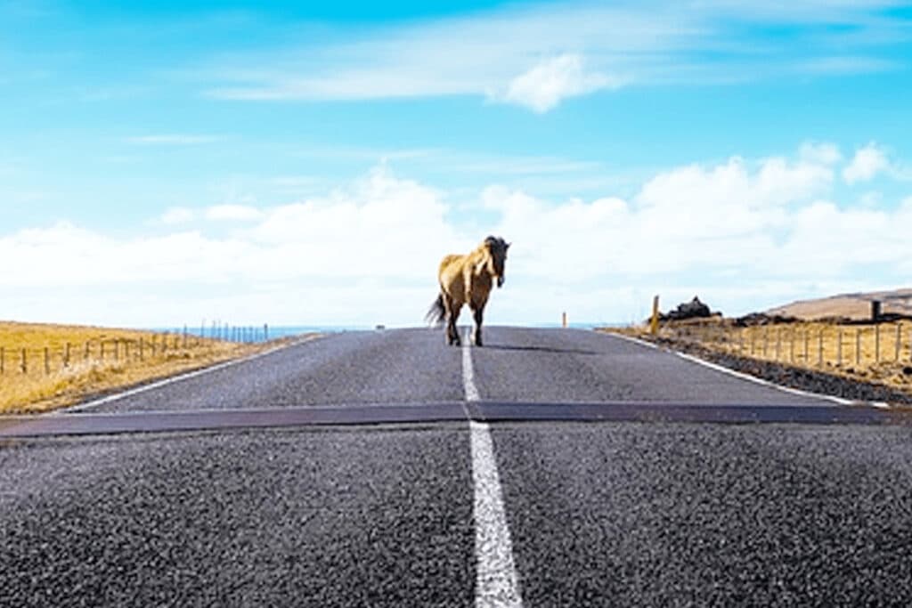 北米の競走馬、幹線道路のUS41号線を疾走するアクシデント