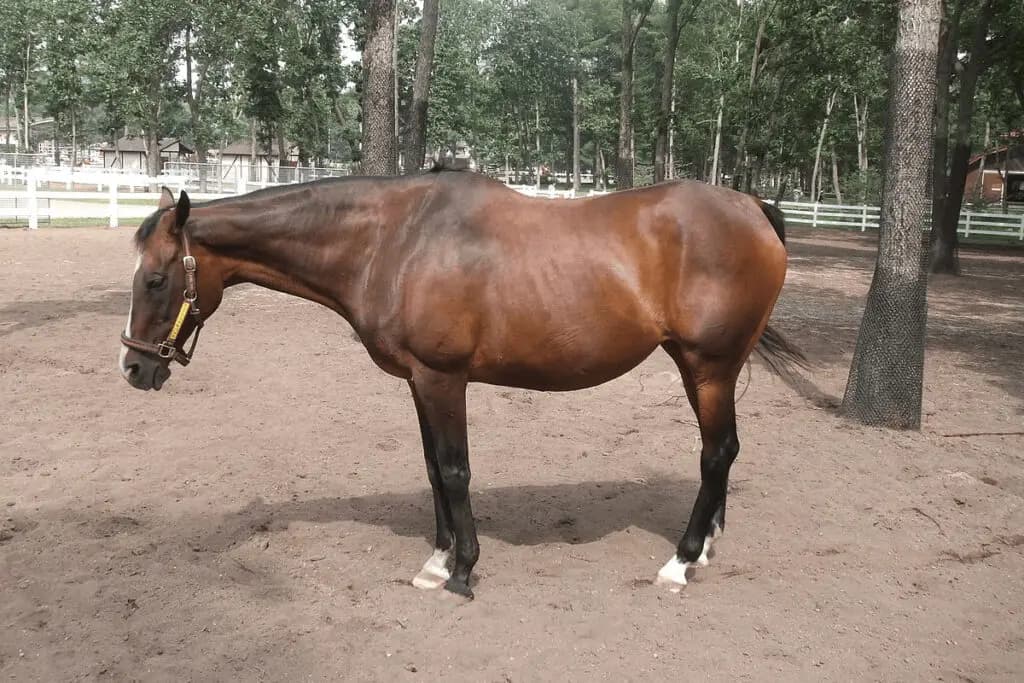 偉大なディープインパクトの母・ウインドインハーヘア、30歳にしてまだまだ元気