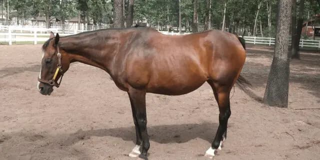 偉大なディープインパクトの母・ウインドインハーヘア、30歳にしてまだまだ元気