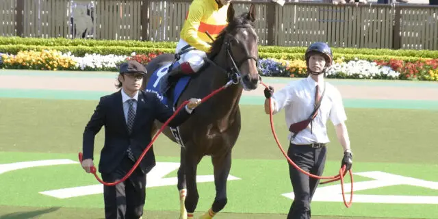 コパノリチャード種牡馬引退、第三の馬生へ
