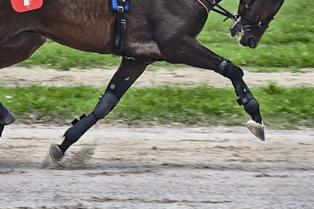【京阪杯2025予想】ヨシノイースターが1週前追い切りでラスト1F11秒7、得意の調教パターンで好調アピール