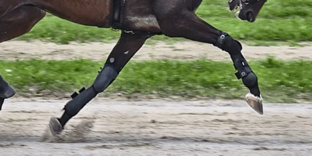 【京阪杯2025予想】ヨシノイースターが1週前追い切りでラスト1F11秒7、得意の調教パターンで好調アピール