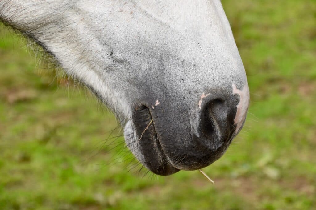 【新潟2歳ステークス2022予想】未勝利ながら経験上位！マイネル総帥の遺した期待のダノンバラード産駒