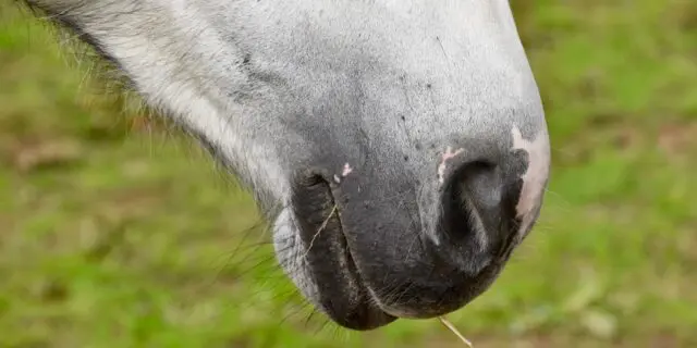 【新潟2歳ステークス2022予想】未勝利ながら経験上位！マイネル総帥の遺した期待のダノンバラード産駒