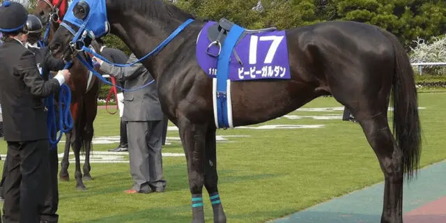 鬼滅ブームで話題となったビービーガルダン、体験乗馬で活躍中！