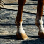 【ターコイズステークス2025予想】 三年連続出走のフィールシンパシー、「三度目の正直」で重賞初制覇へ！