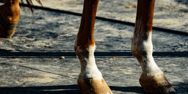 【JRA】素質馬ルペルカーリア、屈腱炎が判明