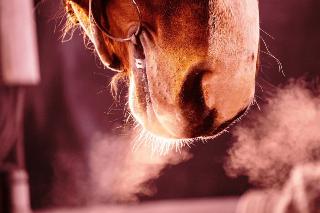 【フェアリーS予想2022】3歳牝馬のクラシック戦線開幕!エリカヴィータやスクルトゥーラなど出走予定馬を考察