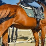 【アメリカJCC2026】ショウヘイが1週前追い切りで6F80秒0の好時計マーク、巻き返しへ万全の態勢