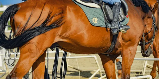 【アメリカJCC2026】ショウヘイが1週前追い切りで6F80秒0の好時計マーク、巻き返しへ万全の態勢