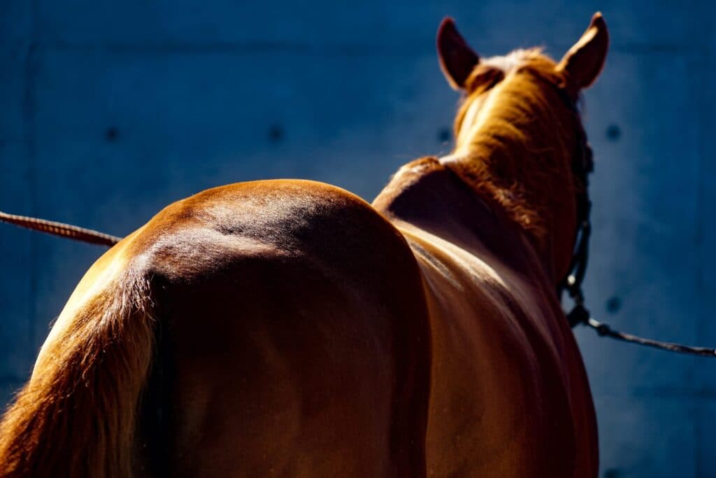 【JRAアルゼンチン共和国杯2024予想】オッズ妙味のある伏兵メイショウブレゲ