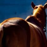 【アルゼンチン共和国杯2025予想】叩き3走目で一変！ワイドエンペラー、遅咲きの逆襲へ