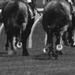 【アルゼンチン共和国杯2025予想】4歳勢中心に波乱も潜む構図、伏兵は関東勢から