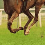 【初富士ステークス予想2026】前有利の傾向、狙い目はあの先行馬！