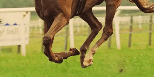 【初富士ステークス予想2026】前有利の傾向、狙い目はあの先行馬！