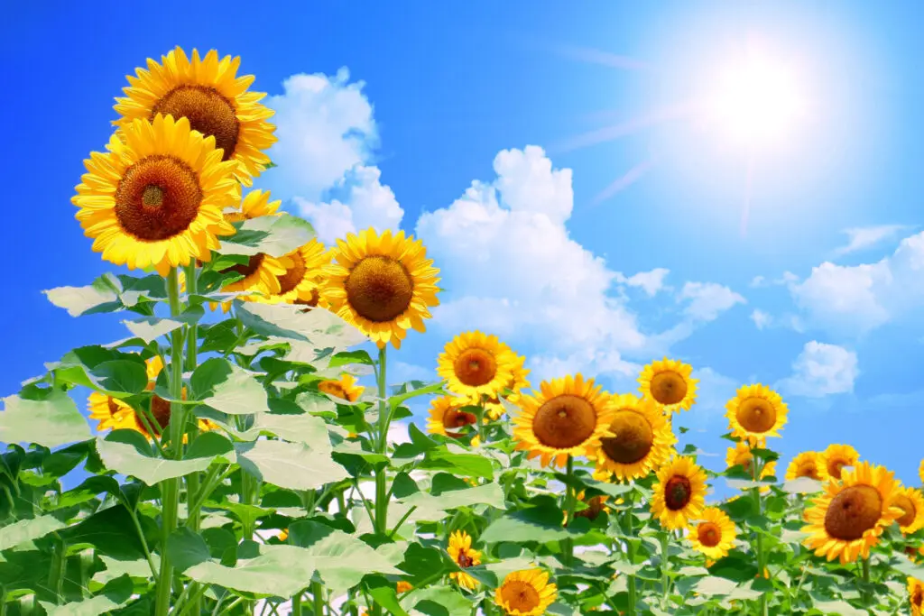 ラジオNIKKEI賞(2022)のサインは“早い梅雨明けと猛暑”！推奨馬2頭は？