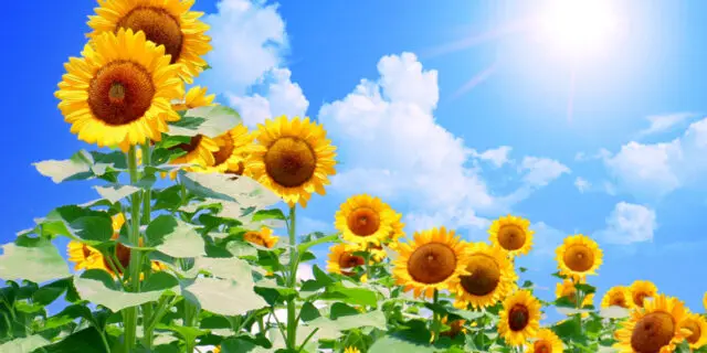 ラジオNIKKEI賞(2022)のサインは“早い梅雨明けと猛暑”！推奨馬2頭は？