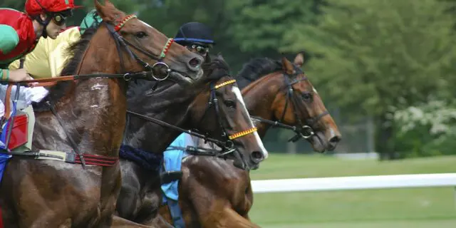 【関門橋ステークス2025予想】2頭出しは人気薄から！河内厩舎と武幸四郎厩舎が送り出す馬に注目