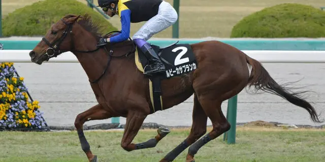 【クイーンS予想2022】ルビーカサブランカ、新コンビでスランプ脱出なるか？