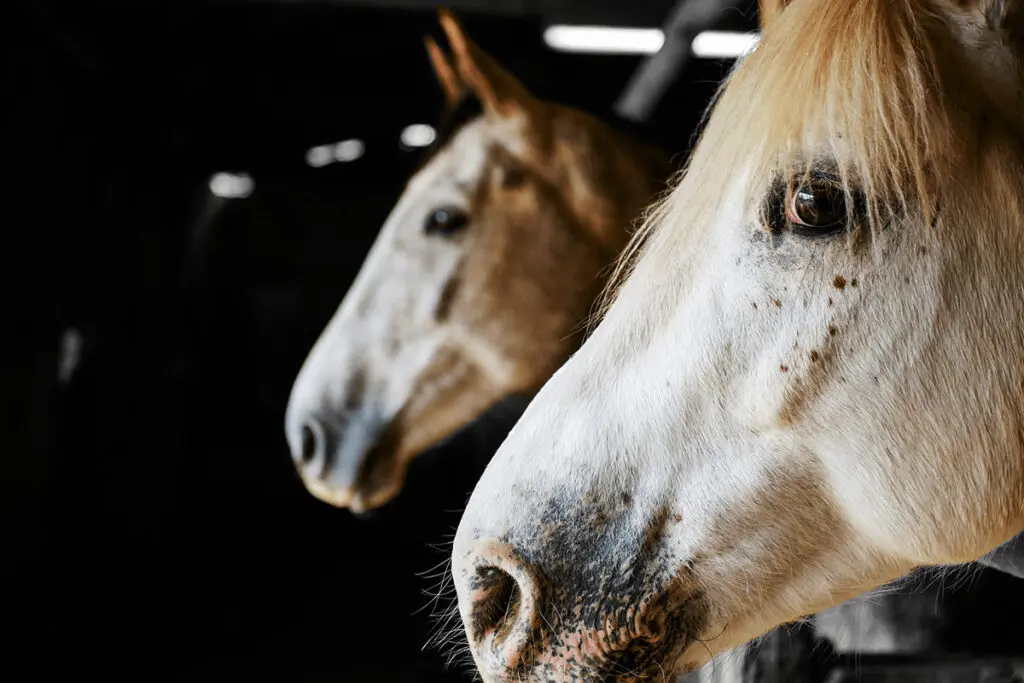 【薩摩ステークス予想2024】狙いはドレフォン産駒の4歳牡馬2頭