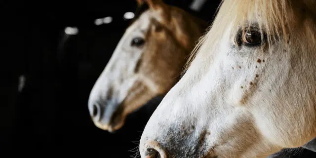 【薩摩ステークス予想2024】狙いはドレフォン産駒の4歳牡馬2頭