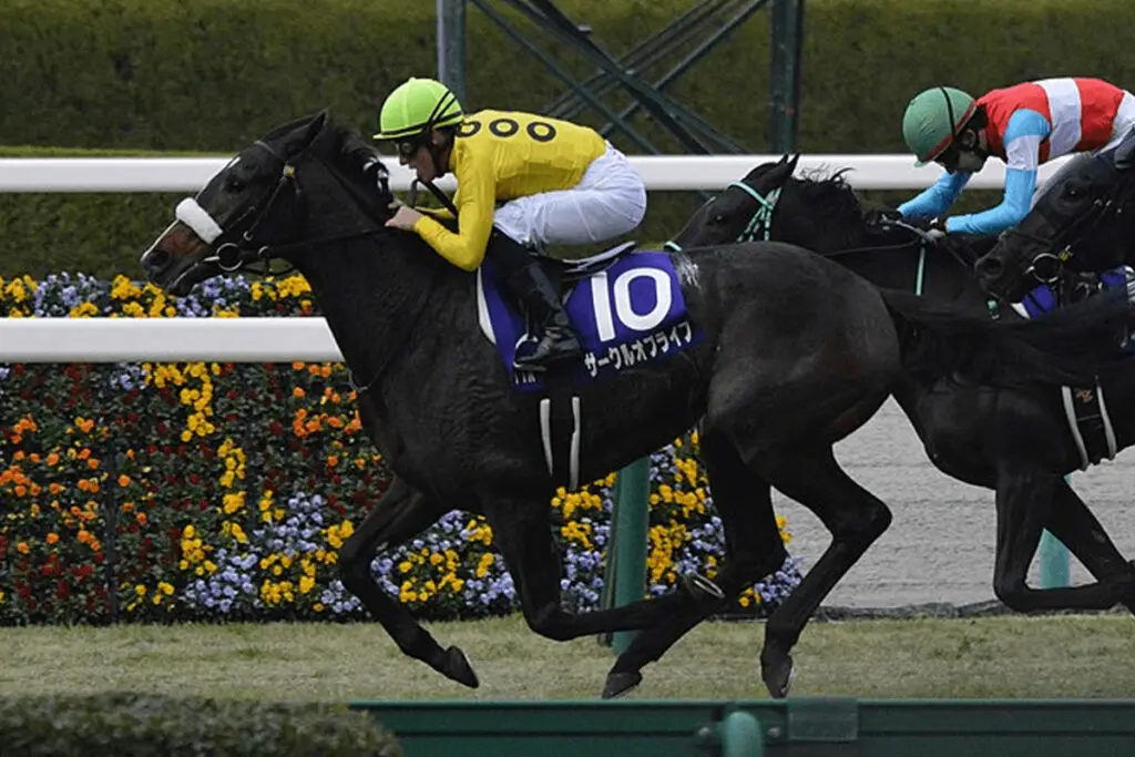 【JRA】サークルオブライフが屈腱炎発症、9ヶ月以上の休養