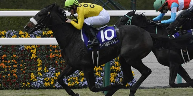 【JRA】サークルオブライフが屈腱炎発症、9ヶ月以上の休養