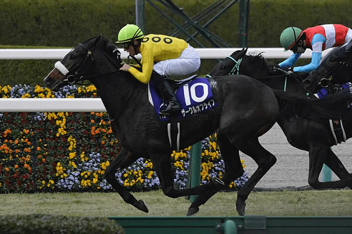 【JRA】サークルオブライフが屈腱炎発症、9ヶ月以上の休養