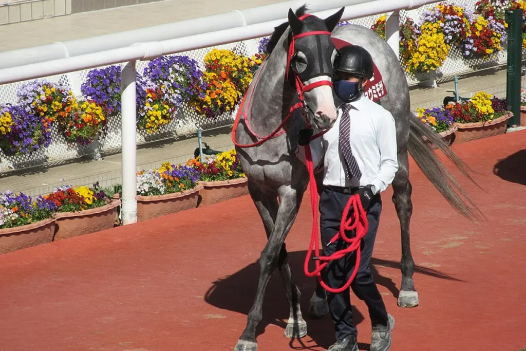 【スワンS予想2022】メイショウミモザ条件好転、池添騎手と再タッグ＆斤量減で一変期待