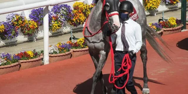 【スワンS予想2022】メイショウミモザ条件好転、池添騎手と再タッグ＆斤量減で一変期待