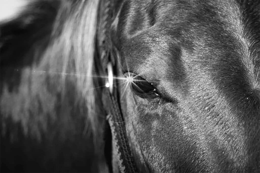 【JRAアルゼンチン共和国杯2022予想】左回り2500mで51kg、叩き3走目の紅一点コトブキテティスが条件好転で巻き返しへ