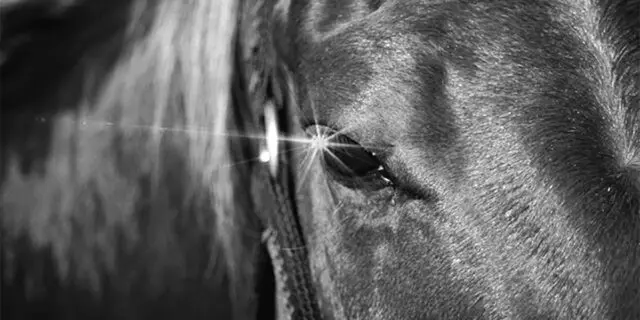 【JRAアルゼンチン共和国杯2022予想】左回り2500mで51kg、叩き3走目の紅一点コトブキテティスが条件好転で巻き返しへ