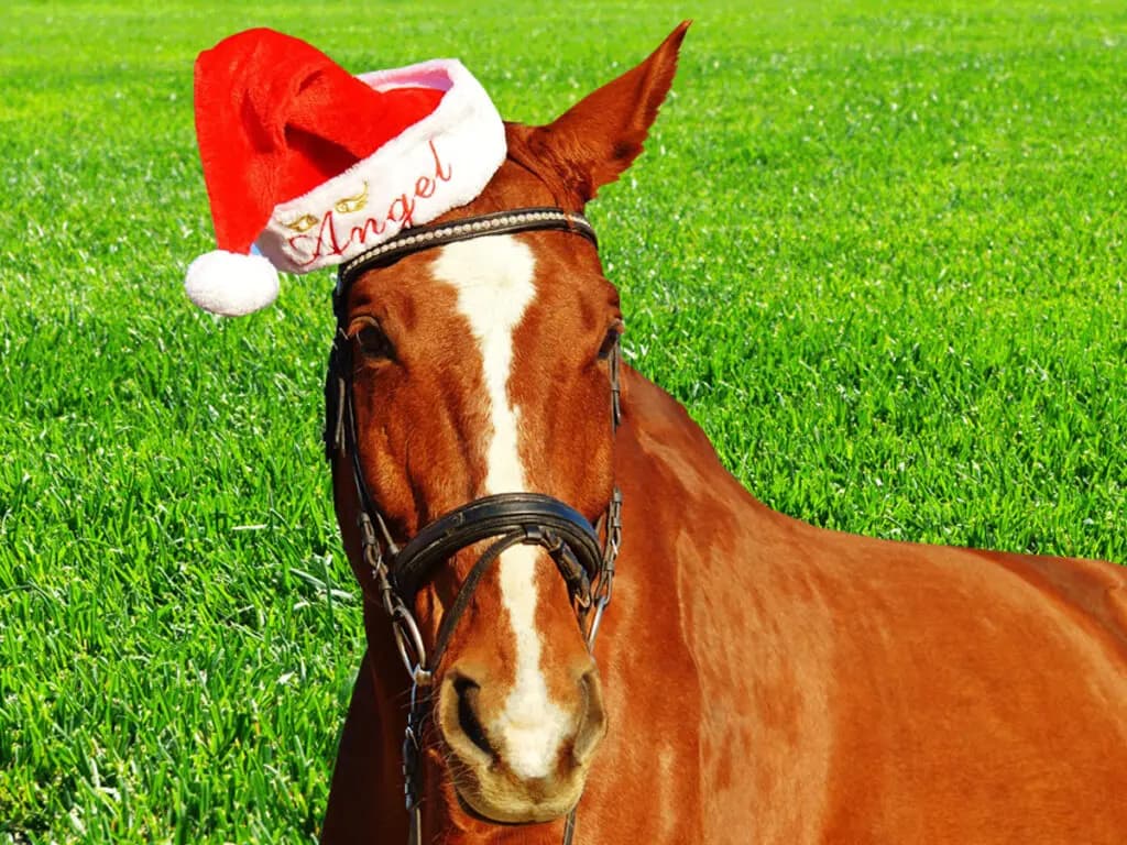 【サンタクロースステークス予想2023】良血牝馬2頭が穴を開けるか？