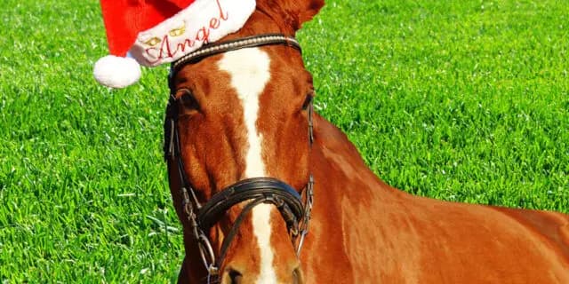 【サンタクロースステークス予想2023】良血牝馬2頭が穴を開けるか？