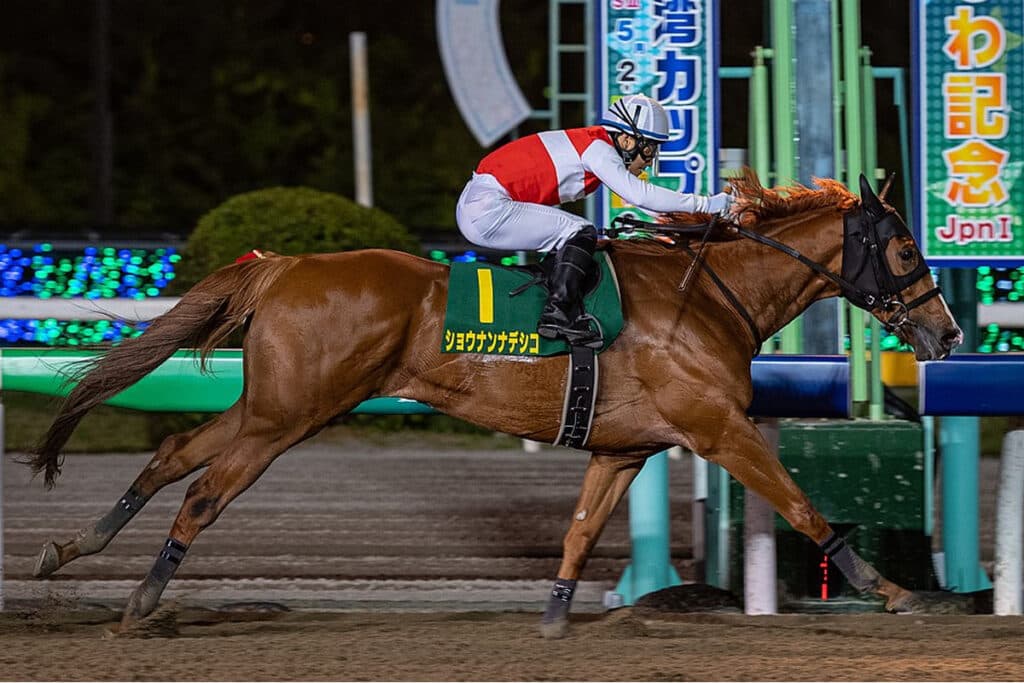 【東京大賞典2022予想】55kgの軽ハンデで激走か？ショウナンナデシコの巻き返しに期待