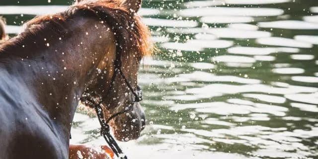 【JRA】ドウデュースはプール調教で順調に調整、初時計も併せ馬で軽快