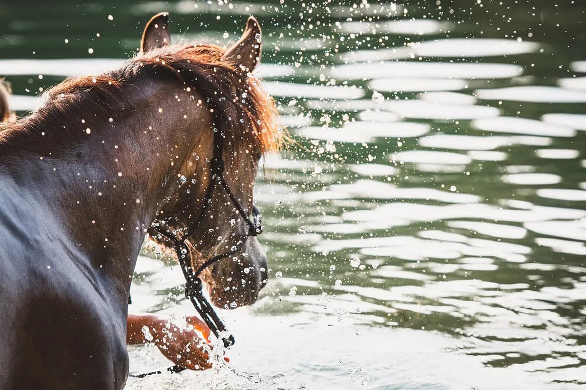 【JRA】ドウデュースはプール調教で順調に調整、初時計も併せ馬で軽快