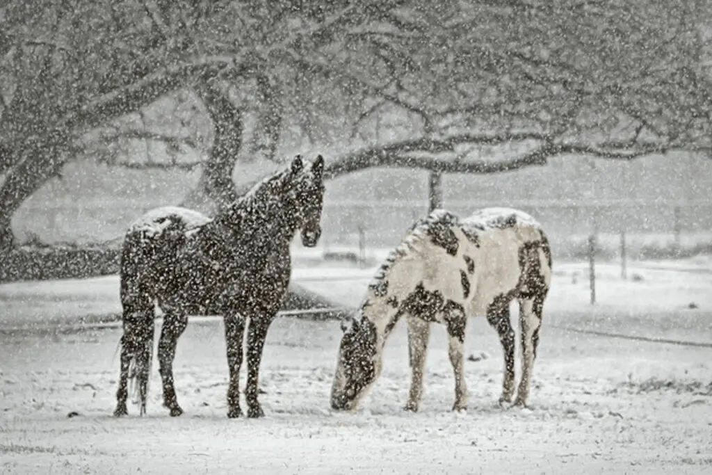 JRAシルクロードS(2023)のサインは“10年に一度の強烈寒波”！推奨馬2頭とは？