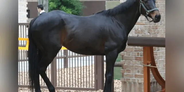 【JRA】93年のダービー馬・ウイニングチケットが亡くなる