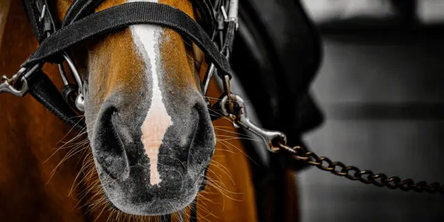 【デイリー杯2歳S予想2025】カヴァレリッツォはホンモノか？ライバル激化で真価問われる