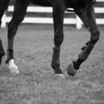 【朝日杯FS2025】アイガーリーが回避、フレグモーネ発症で放牧へ