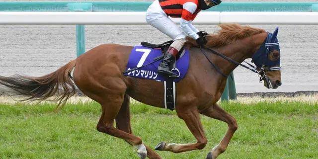 【ブリーダーズC2023】ウインマリリン参戦決定!オールカマーをステップに海外G1・2勝目を狙う