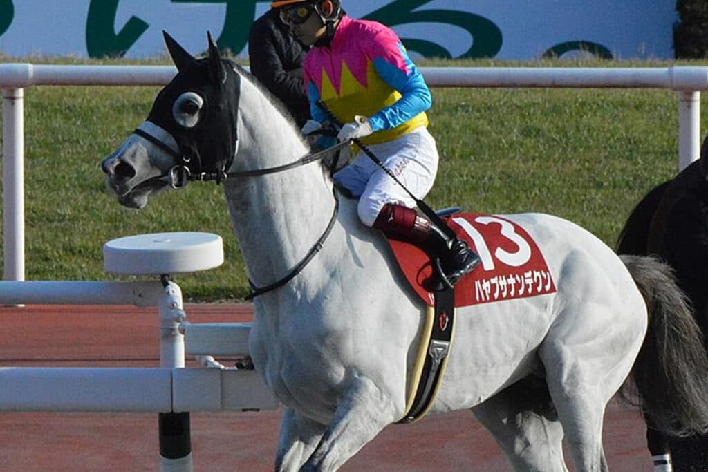 【JRA】ハヤブサナンデクンが屈腱炎で引退、東京競馬場の誘導馬に