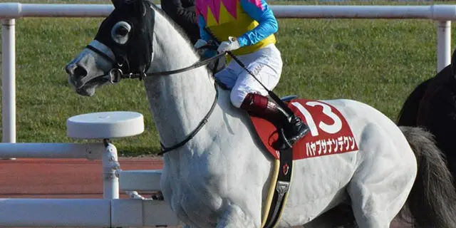 【JRA】ハヤブサナンデクンが屈腱炎で引退、東京競馬場の誘導馬に