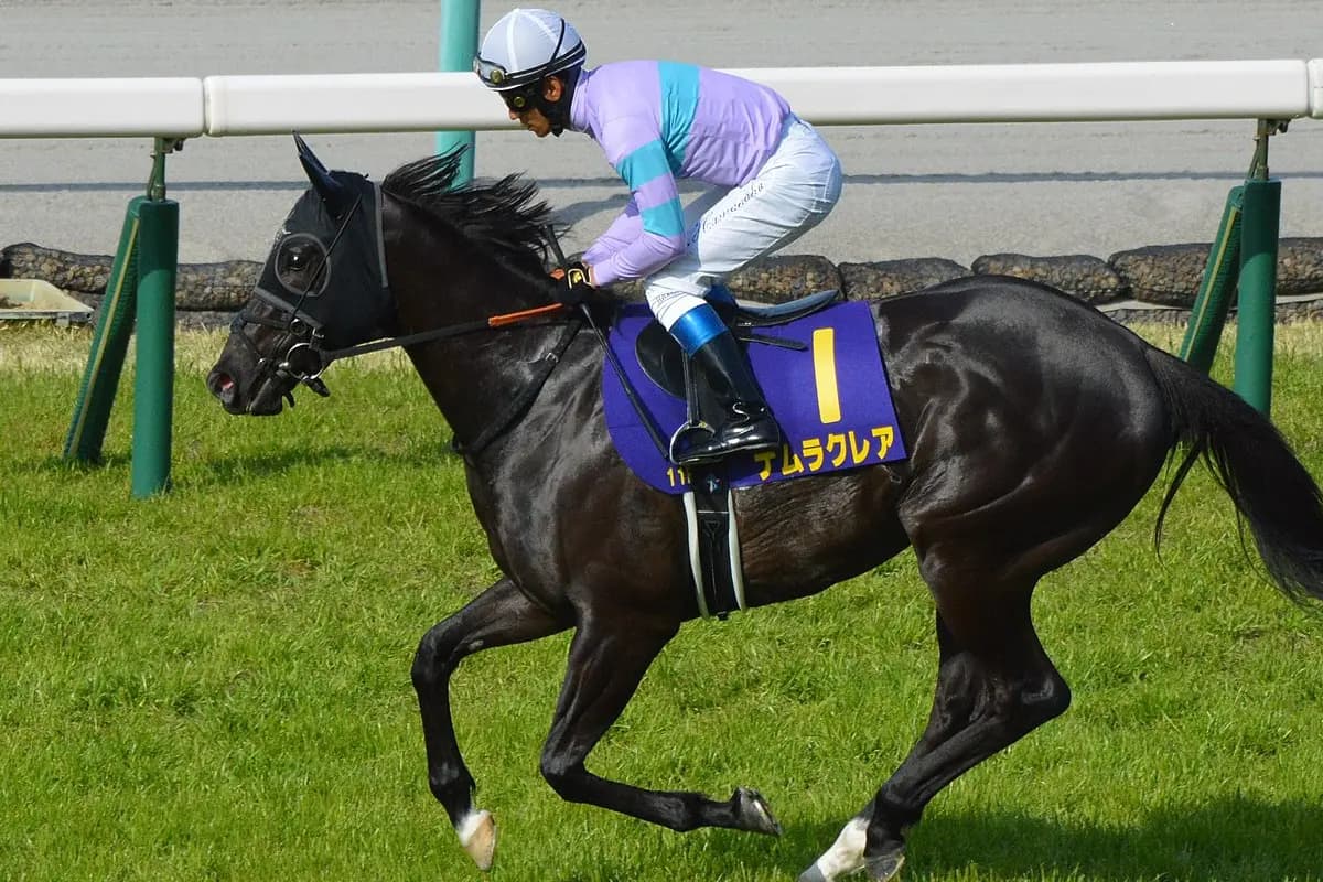 【スプリンターズS2025】ナムラクレアが1週前追い切りで併せ馬を圧倒、好仕上がりをアピール
