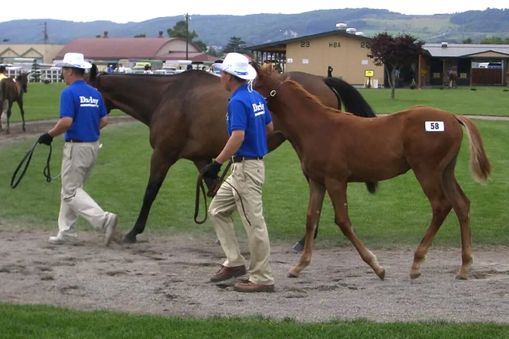 【JRA】セレクションセール2023で「カリーニョミノルの2022」が歴代2位の9400万円で落札！