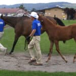 イクイノックス産駒が5億8000万円で落札！セレクトセール史上3位タイの高額取引