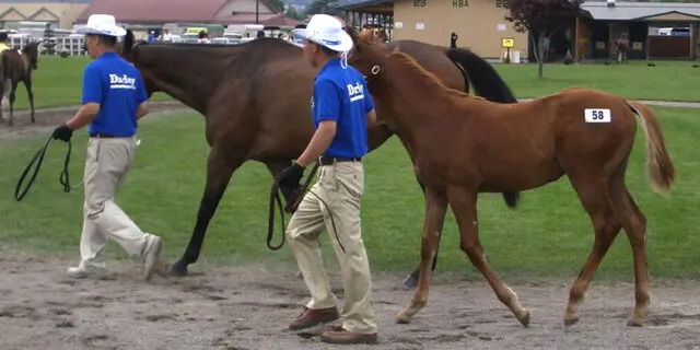 【JRA】セレクションセール2023で「カリーニョミノルの2022」が歴代2位の9400万円で落札！